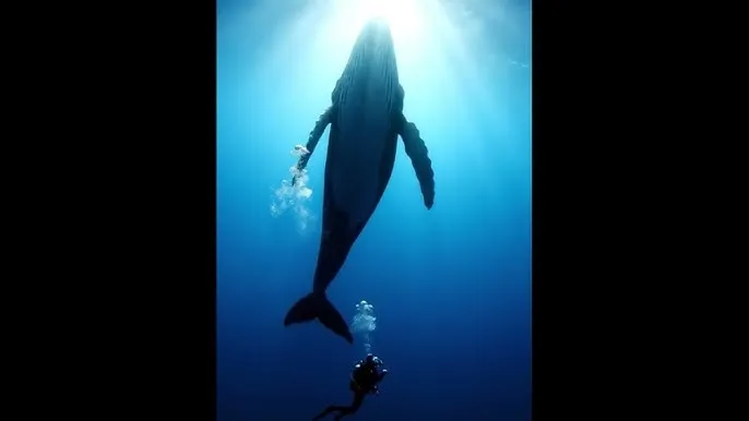 庹宗康微博 - 深蓝星球：探索海洋深处的未知世界
